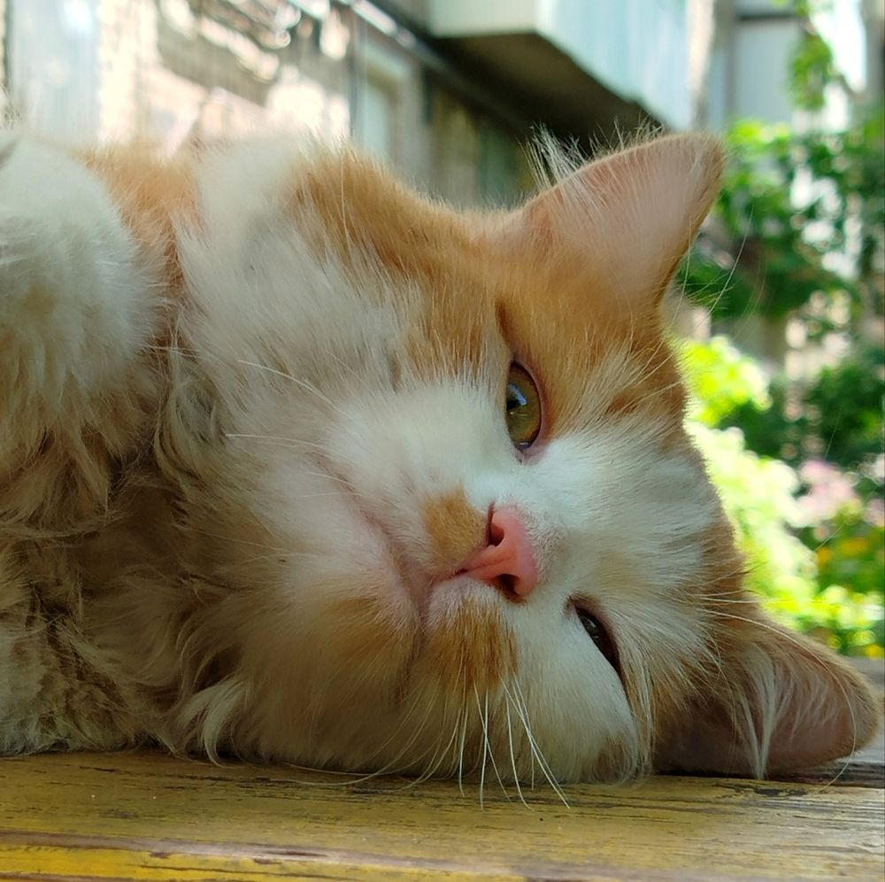 Уличный котик