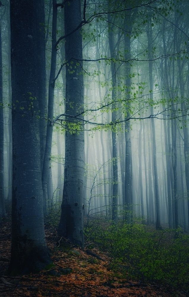 Фотография автора Юлияна Стоянова