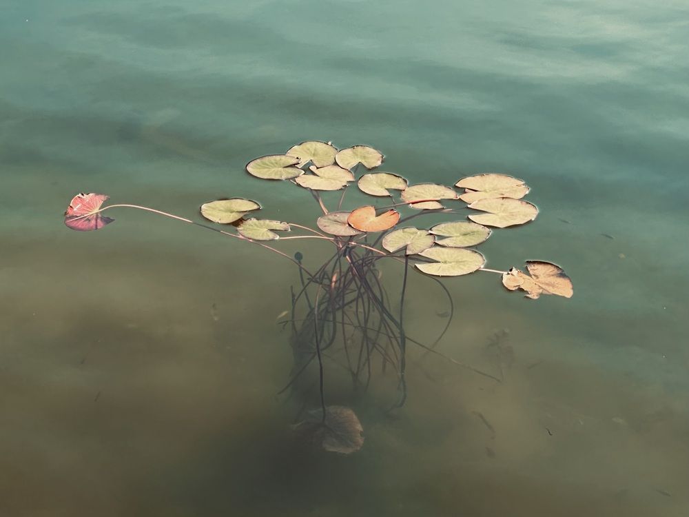 Photograph by Ольга Барулина