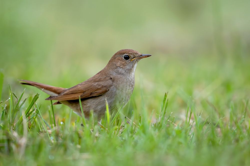 Voice of the Meadow Silence