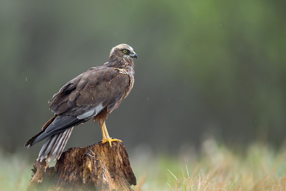 Guardian of the Wetlands
