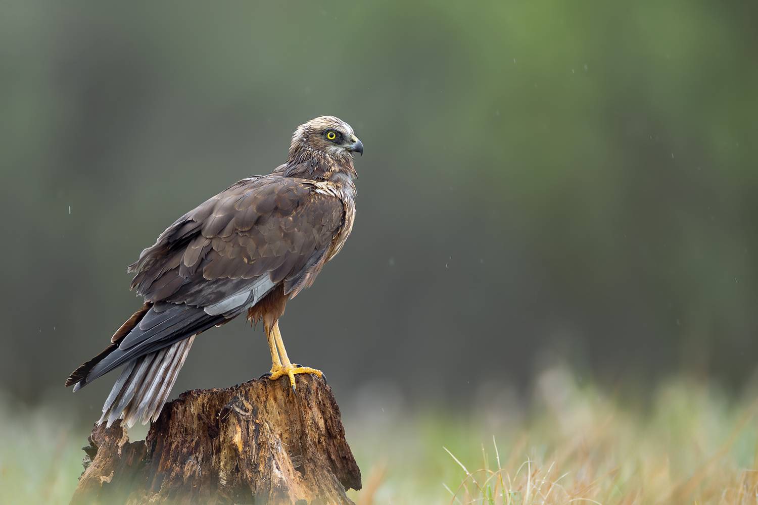 Guardian of the Wetlands