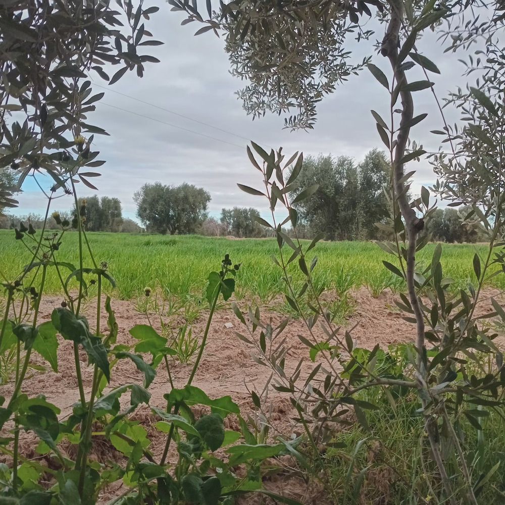 Photograph by othmen falhi