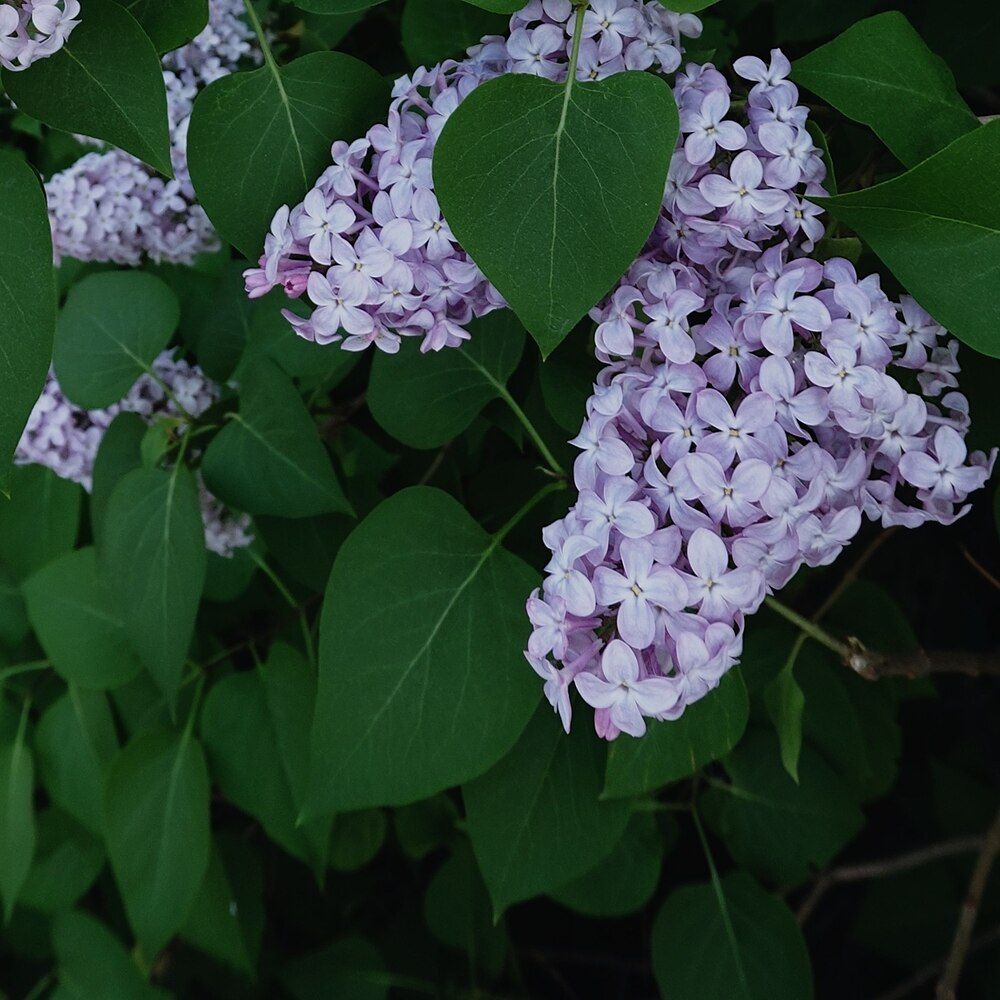 Photograph by Полина Вязникова
