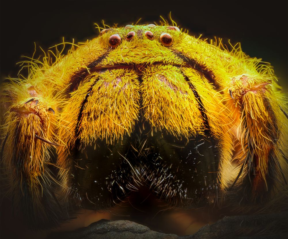 David Bowie huntsman spider for sale
