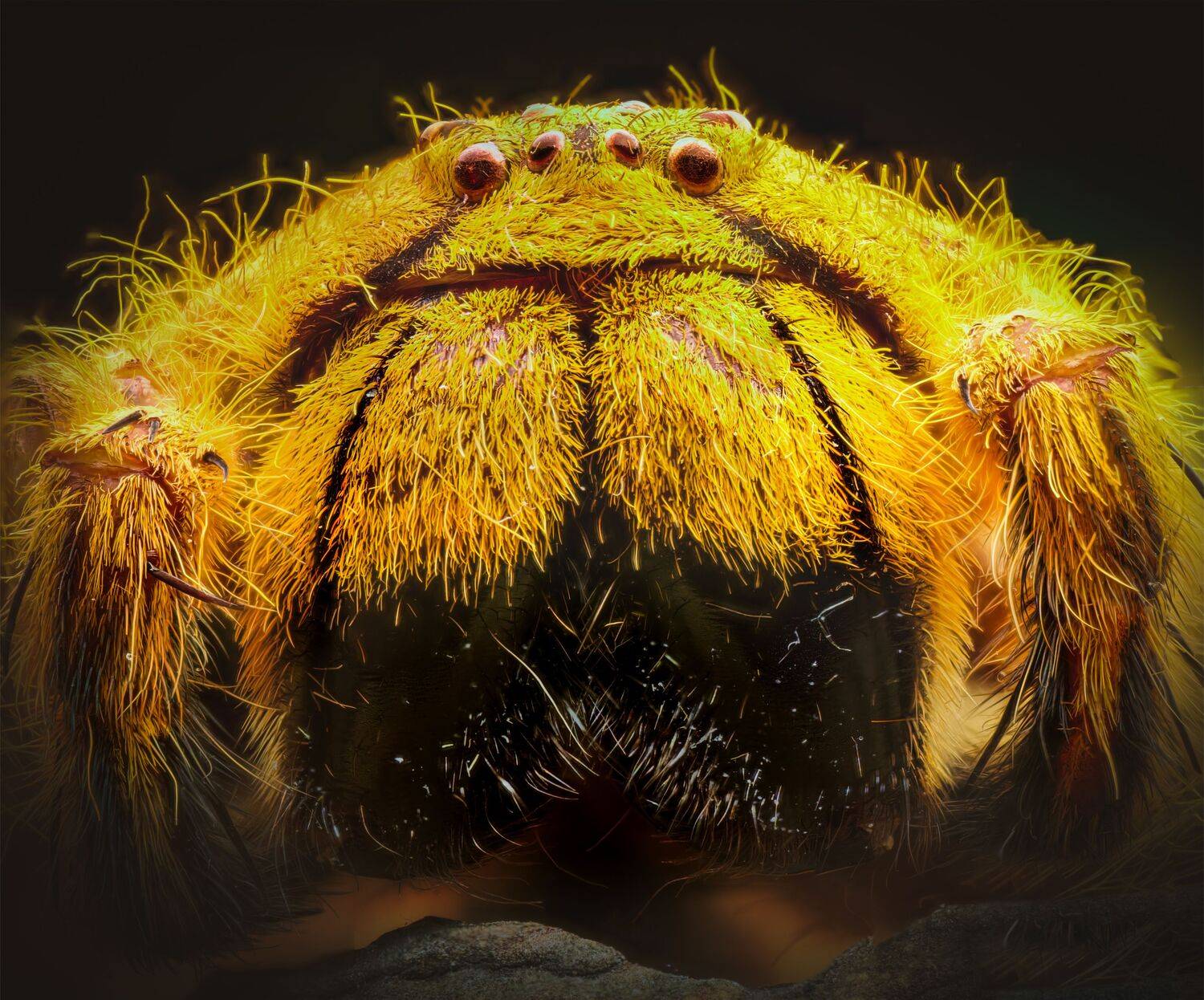 David Bowie huntsman spider for sale