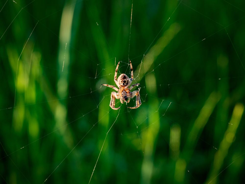 Photograph by Roman Sotnikov