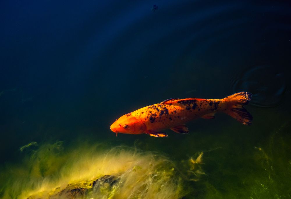 Photograph by Roman Sotnikov