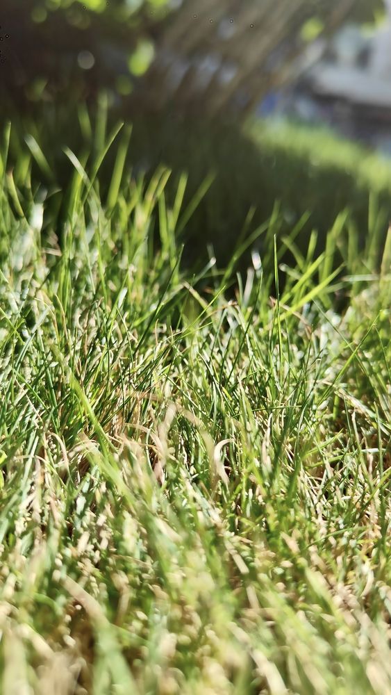 Lawn grass in sunlight