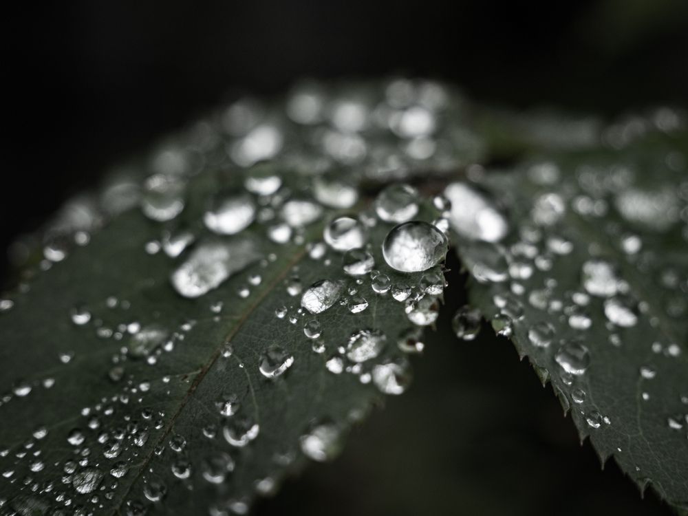 Photograph by Gunma No UMA