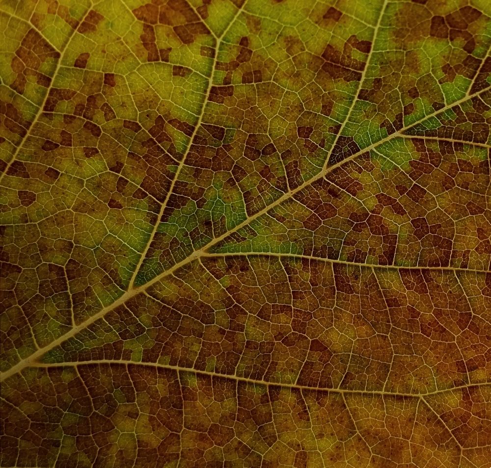 Photograph by Светлана Ищенко