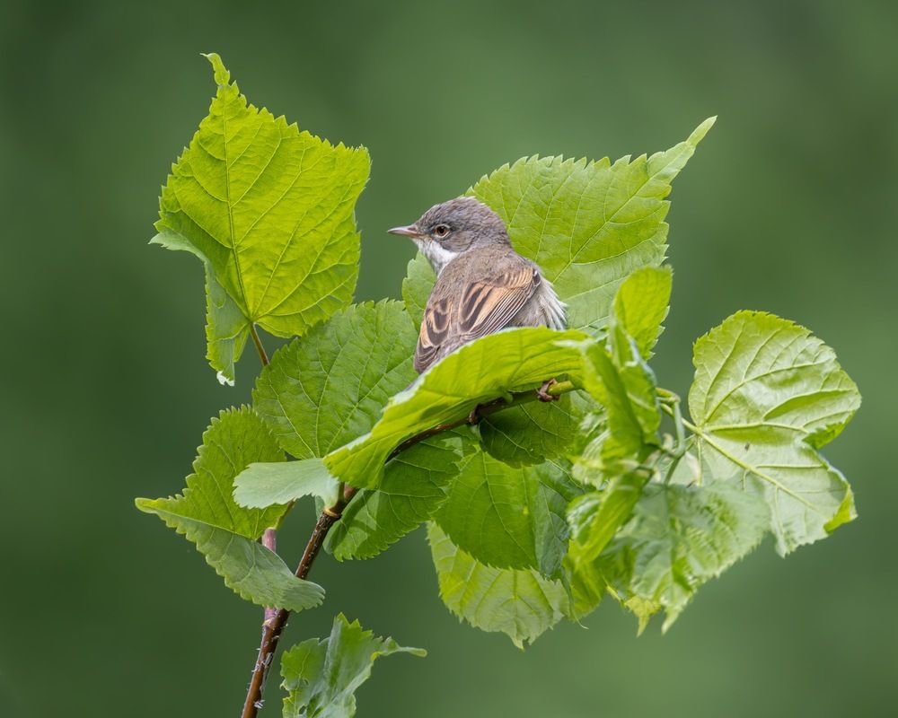 Photograph by Ruslan Pl