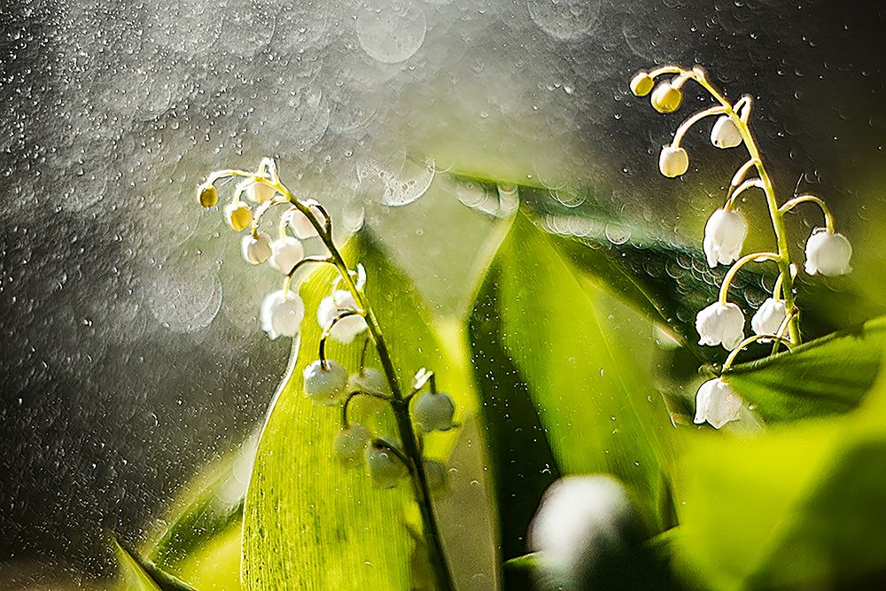 Photograph by Olga Sidorova