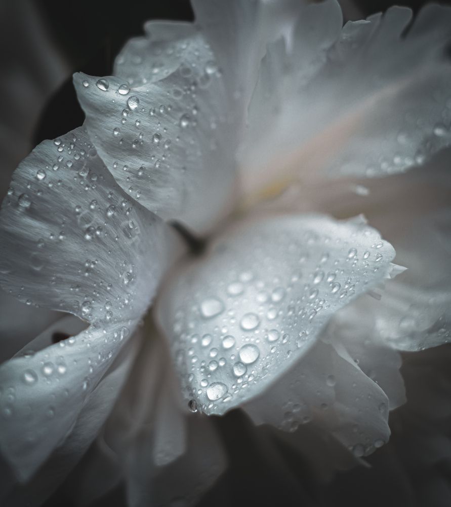 Photograph by Boyana Borisova
