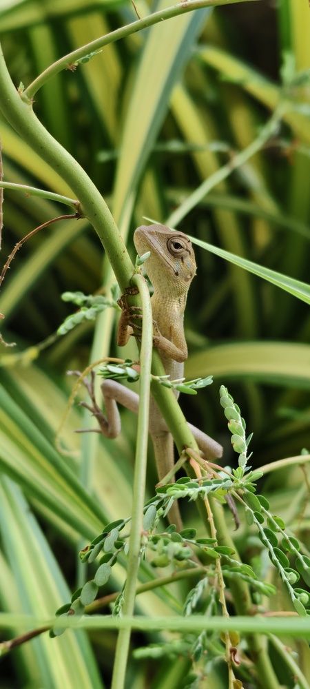 Hidden Among the Greens