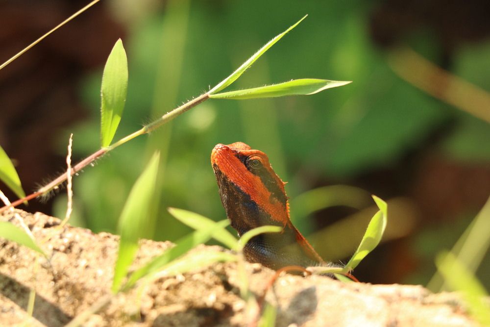Tiny Flame in the Green