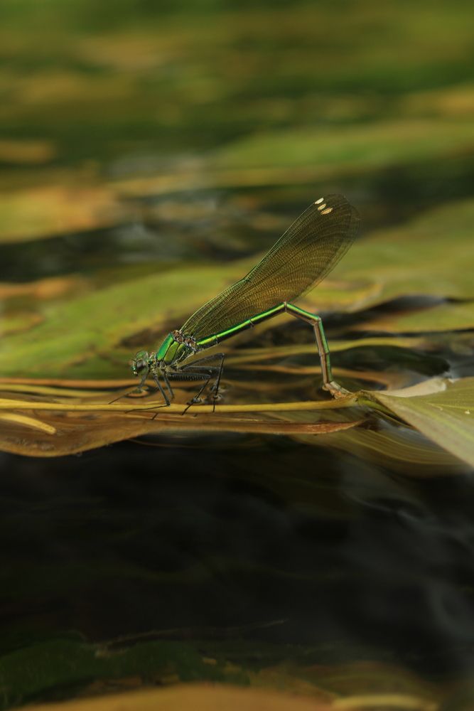 Photograph by Екатерина Великанова