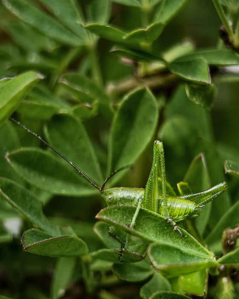 Natural Camouflage