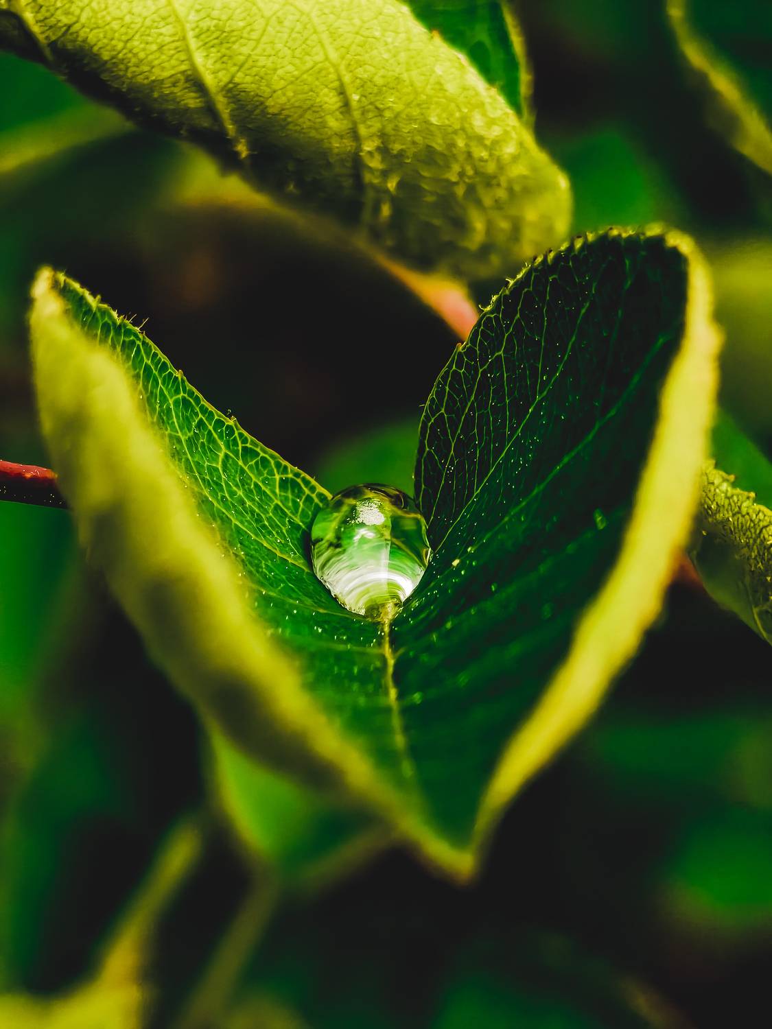 Heart of Nature