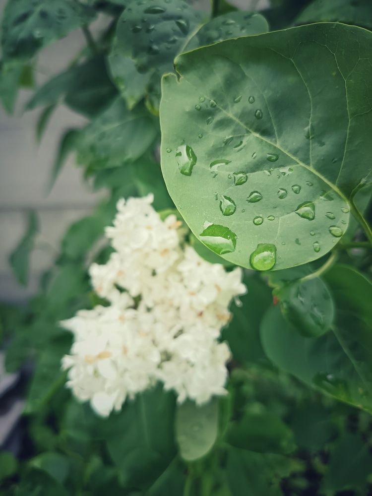 Photograph by Alyona Popova