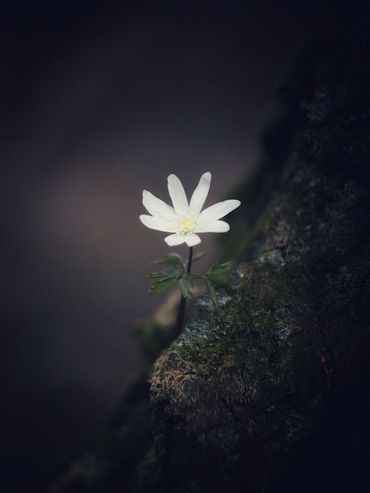 Photograph by Елена Смольникова