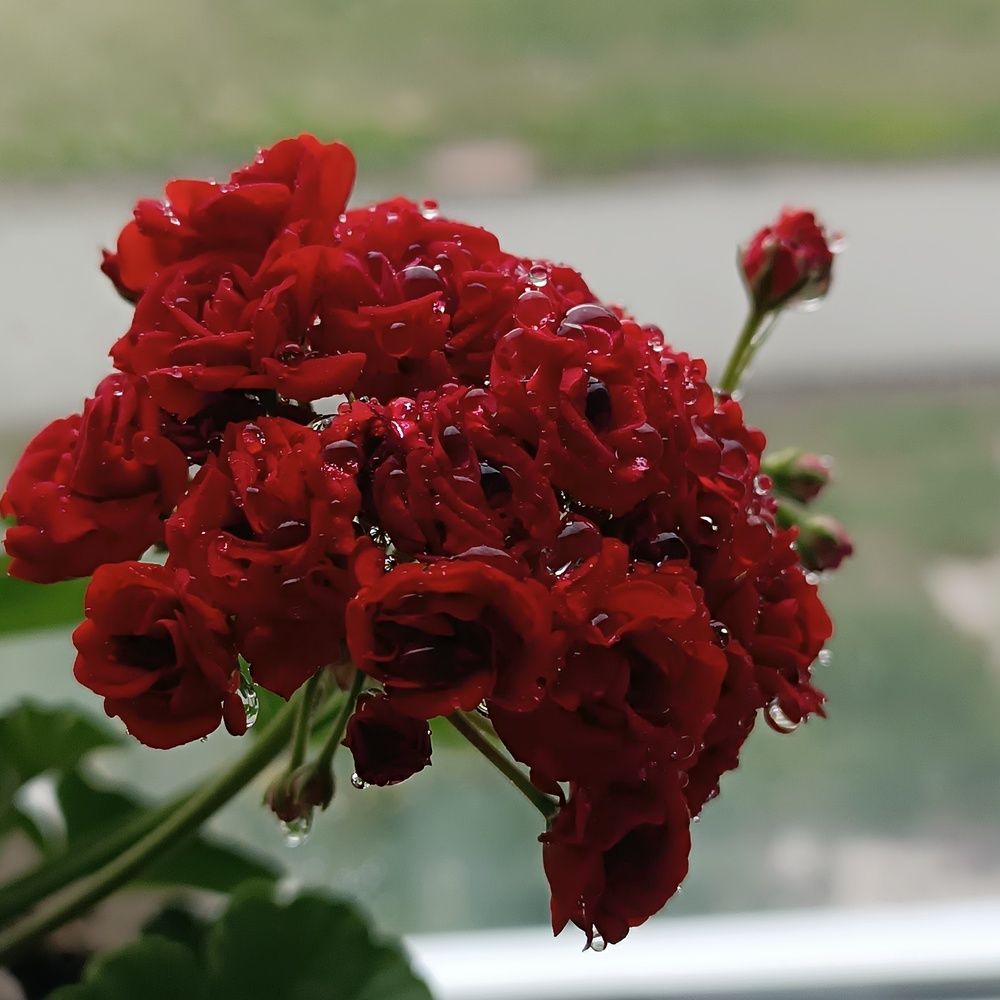 Photograph by Елена Колышева