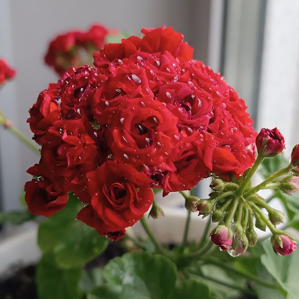 Photograph by Елена Колышева