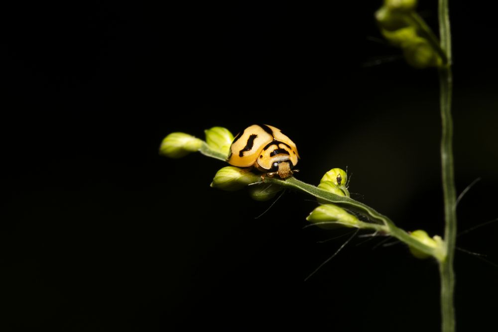 Ladybug resting on a green plant