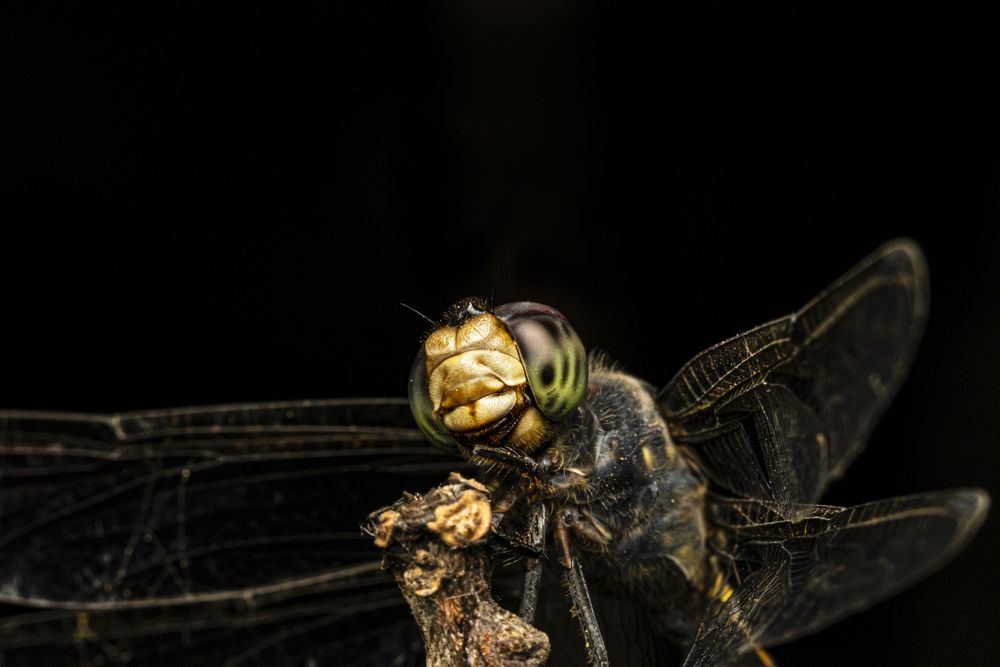 An extreme macro shot of a dragonfly