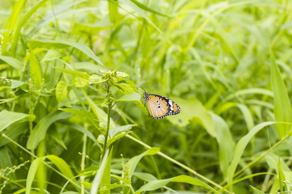 Photograph by Chauhan Dhruv