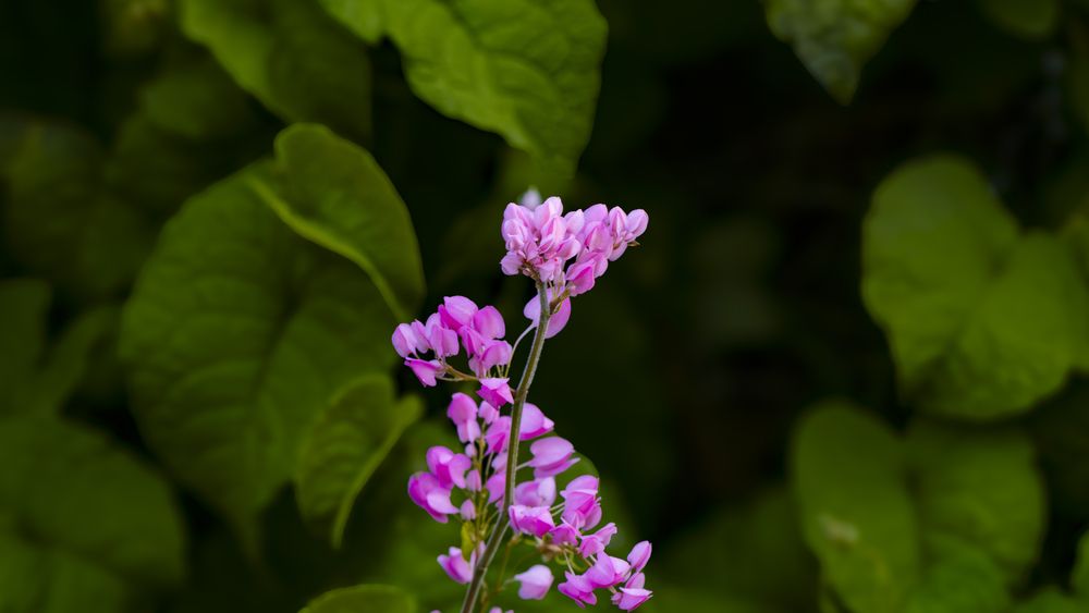 Photograph by Chauhan Dhruv