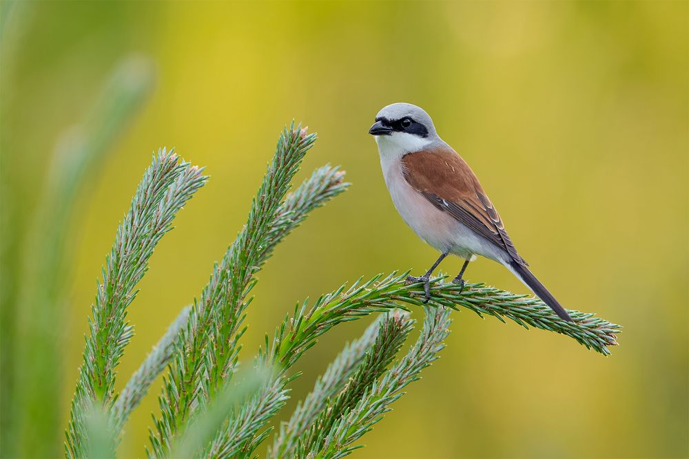 Guardian of the Quiet Pines