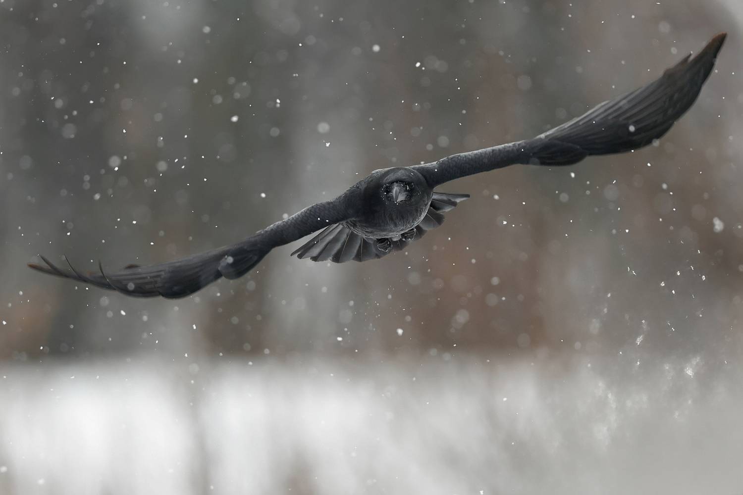 Into the Snowfall