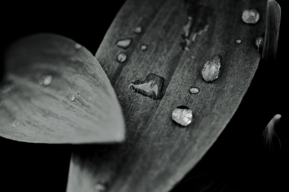 Photograph by Nobu-Oh