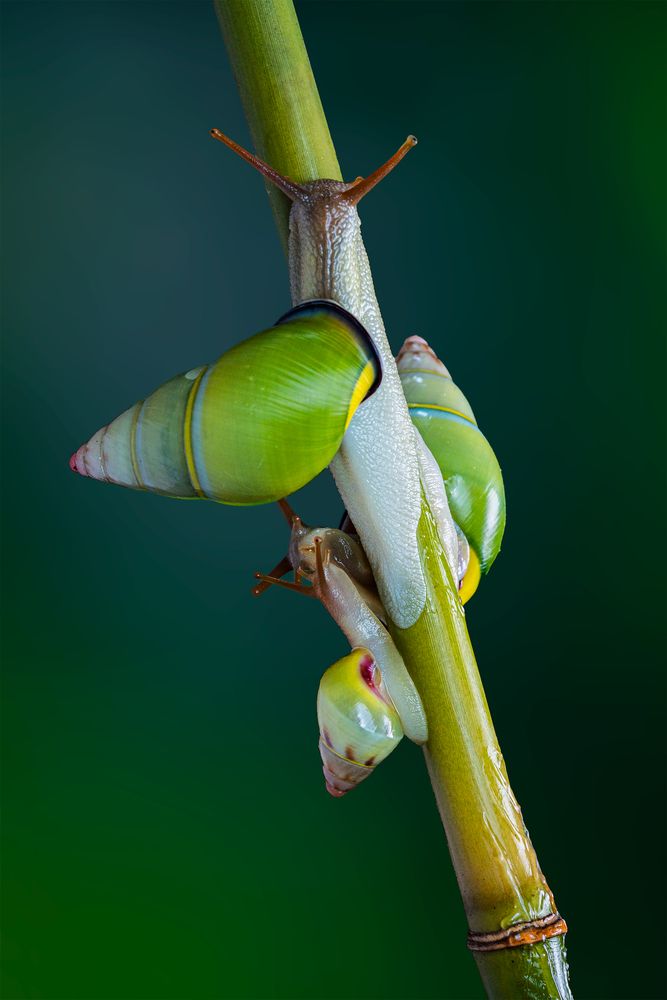 Photograph by Xích Lô