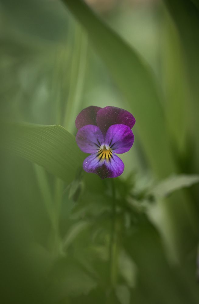 Photograph by Светлана Сергеева