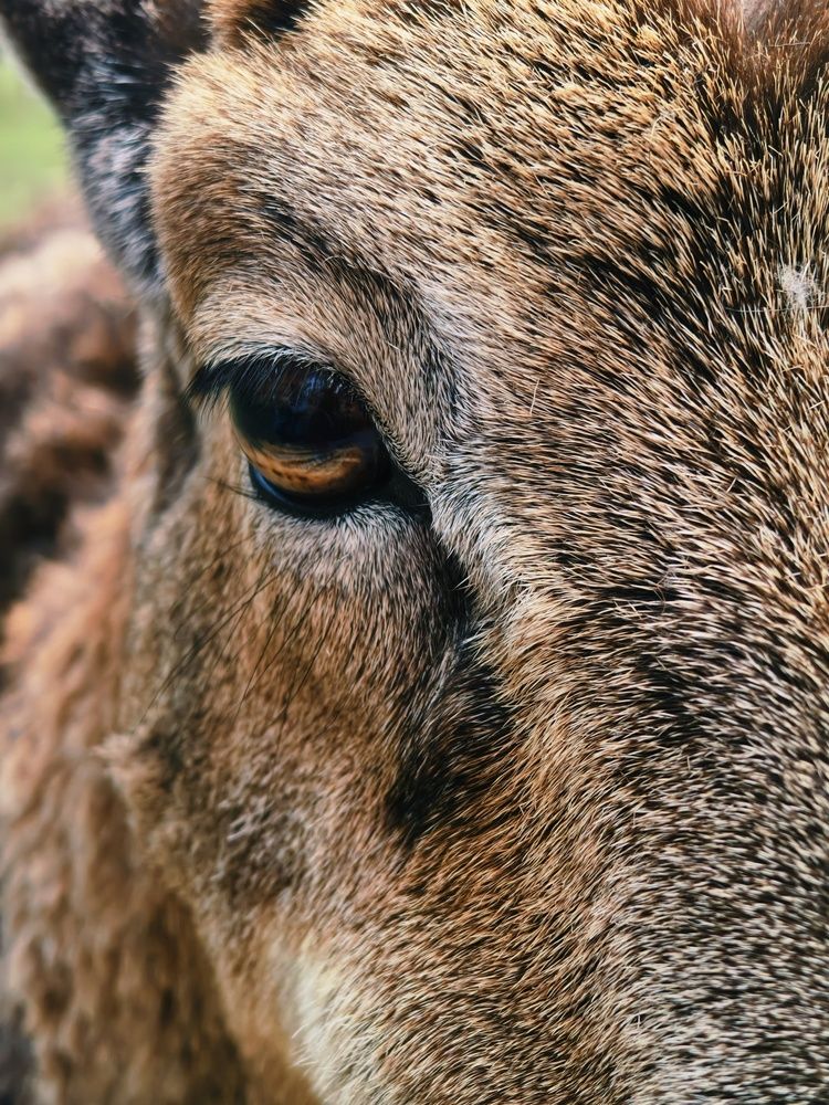 The Deer\'s Universe