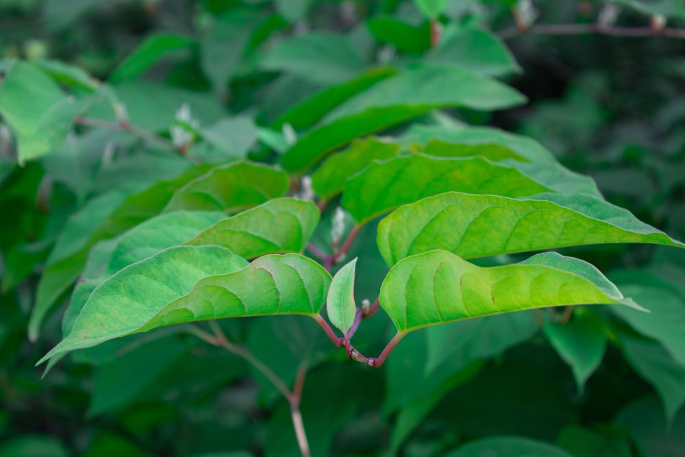 Beautiful vibrant green leaves on a thin branch close up shot in the summer forest garden park under natural light