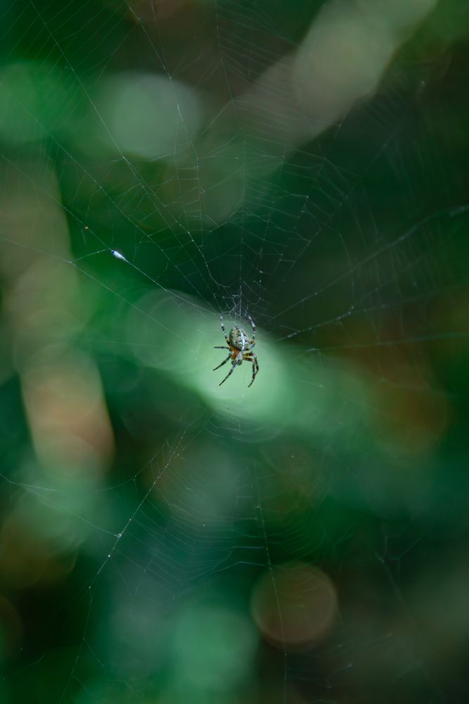 A small wild cross spider sitting in the center of its complex cobweb in the summer forest garden under natural light
