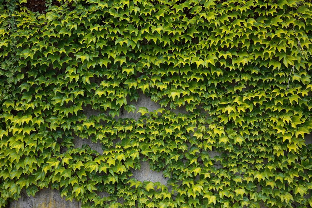 A beautiful background texture of vibrant green ivy climbing plants covering an old grey concrete wall outdoors on a sunny summer day