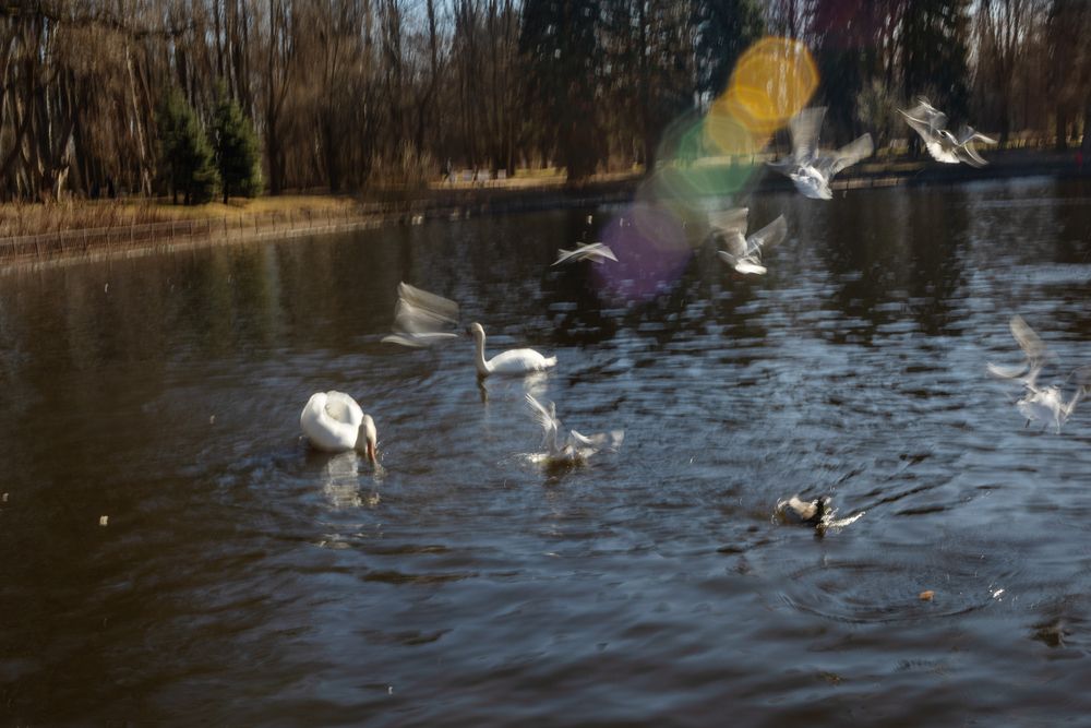 Photo #13618869