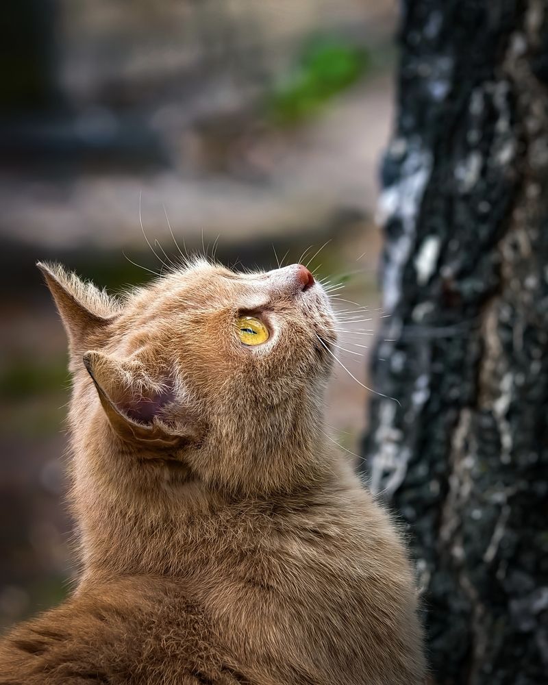 The Bird Watcher