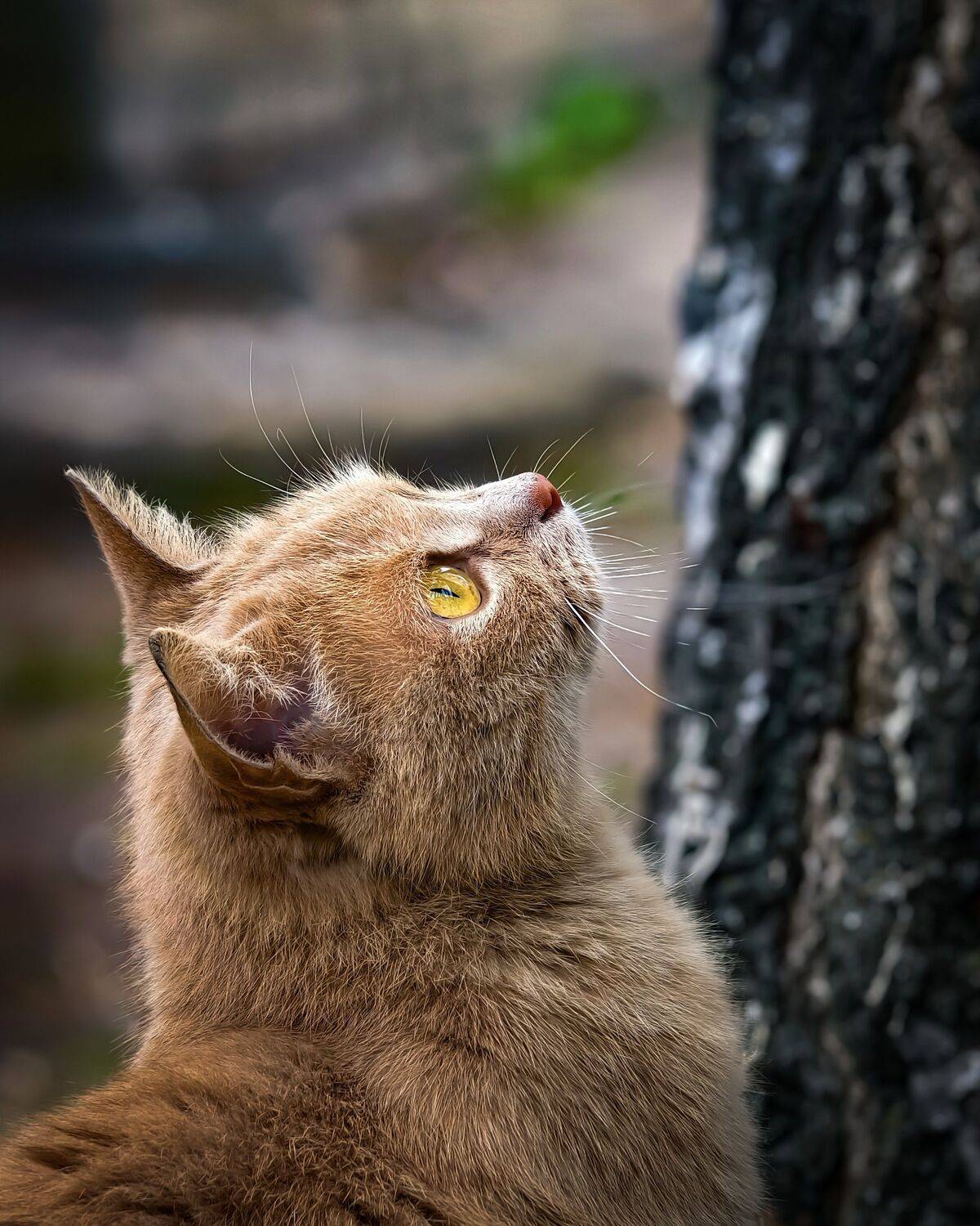 The Bird Watcher