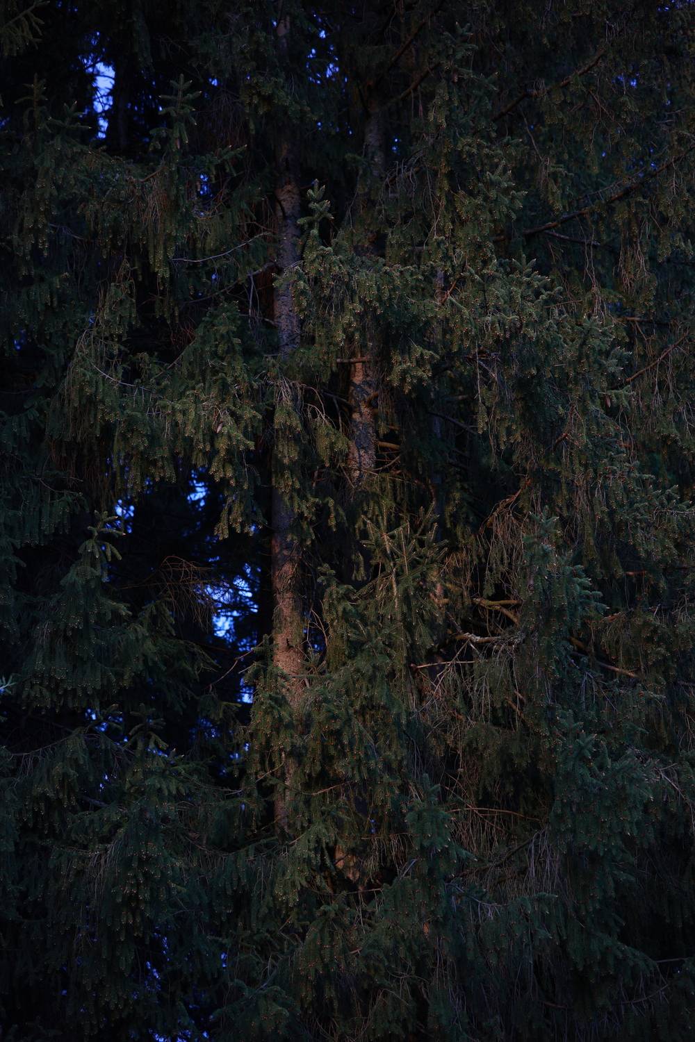 Photo #13619057