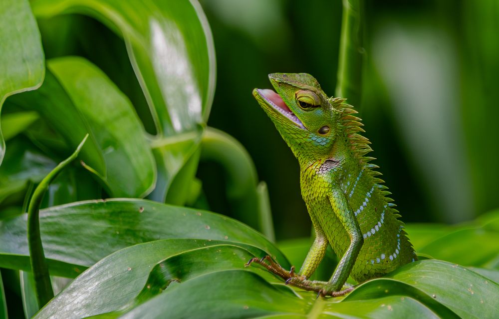 Photograph by Saliya Ambegoda
