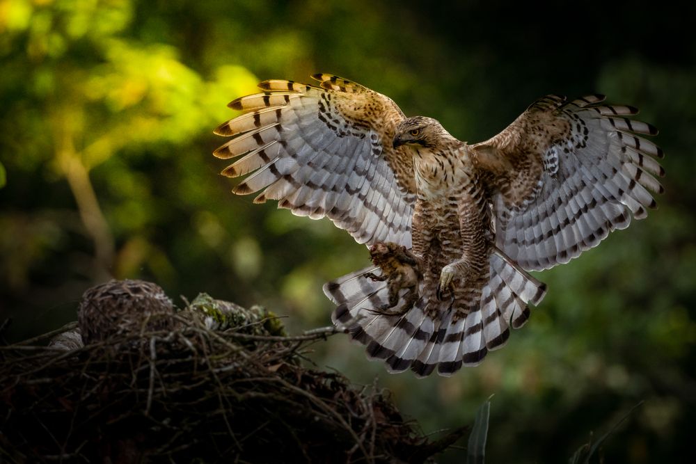 Javan Hawk-Eagle