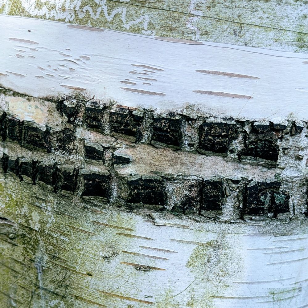 Silver Birch