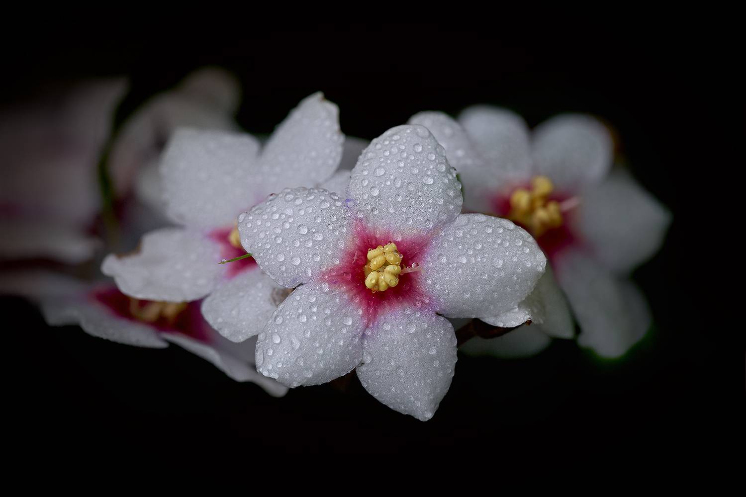 Photo #13619279