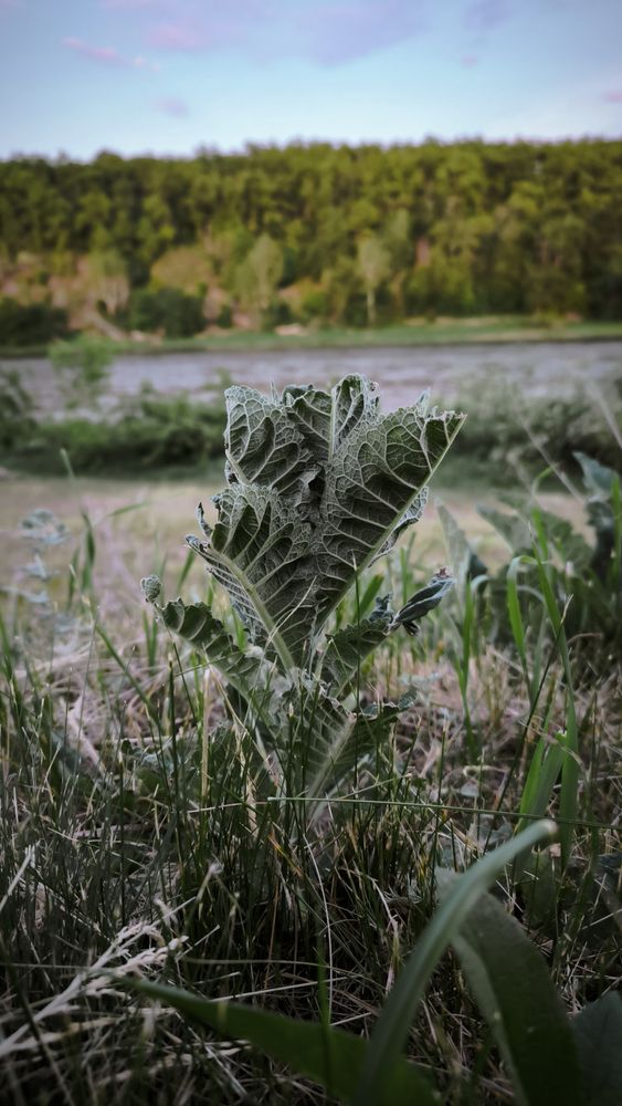 Будущая колючка.