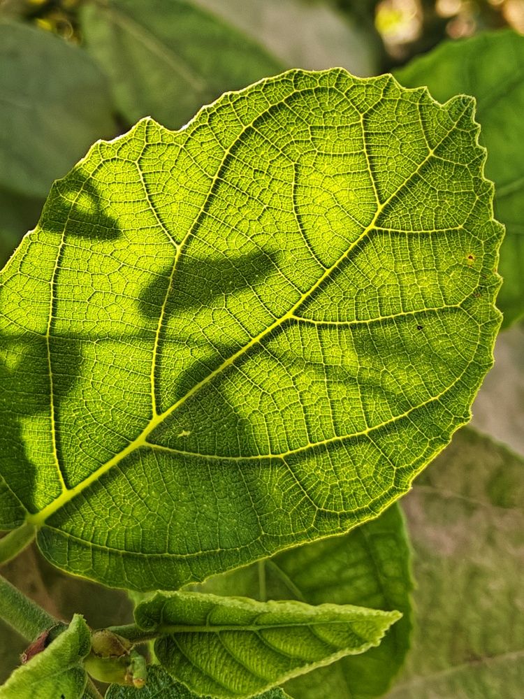 Photograph by Sai Krishna